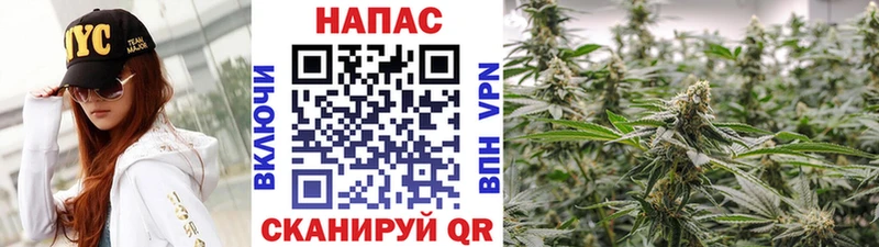 Конопля конопля  Краснознаменск 